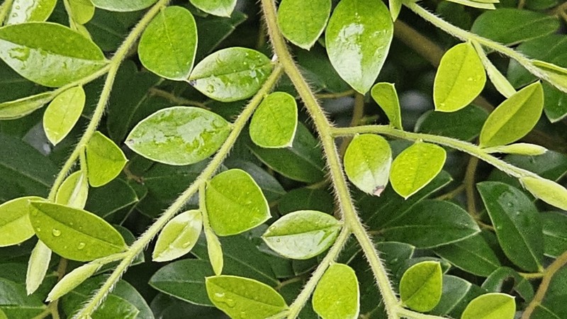 Diospyros buxifolia photo 4