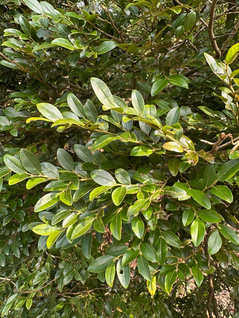 Diospyros buxifolia photo 5