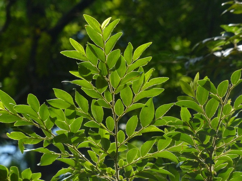 Diospyros buxifolia photo 6