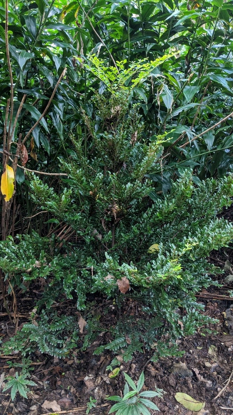 Diospyros buxifolia photo 7