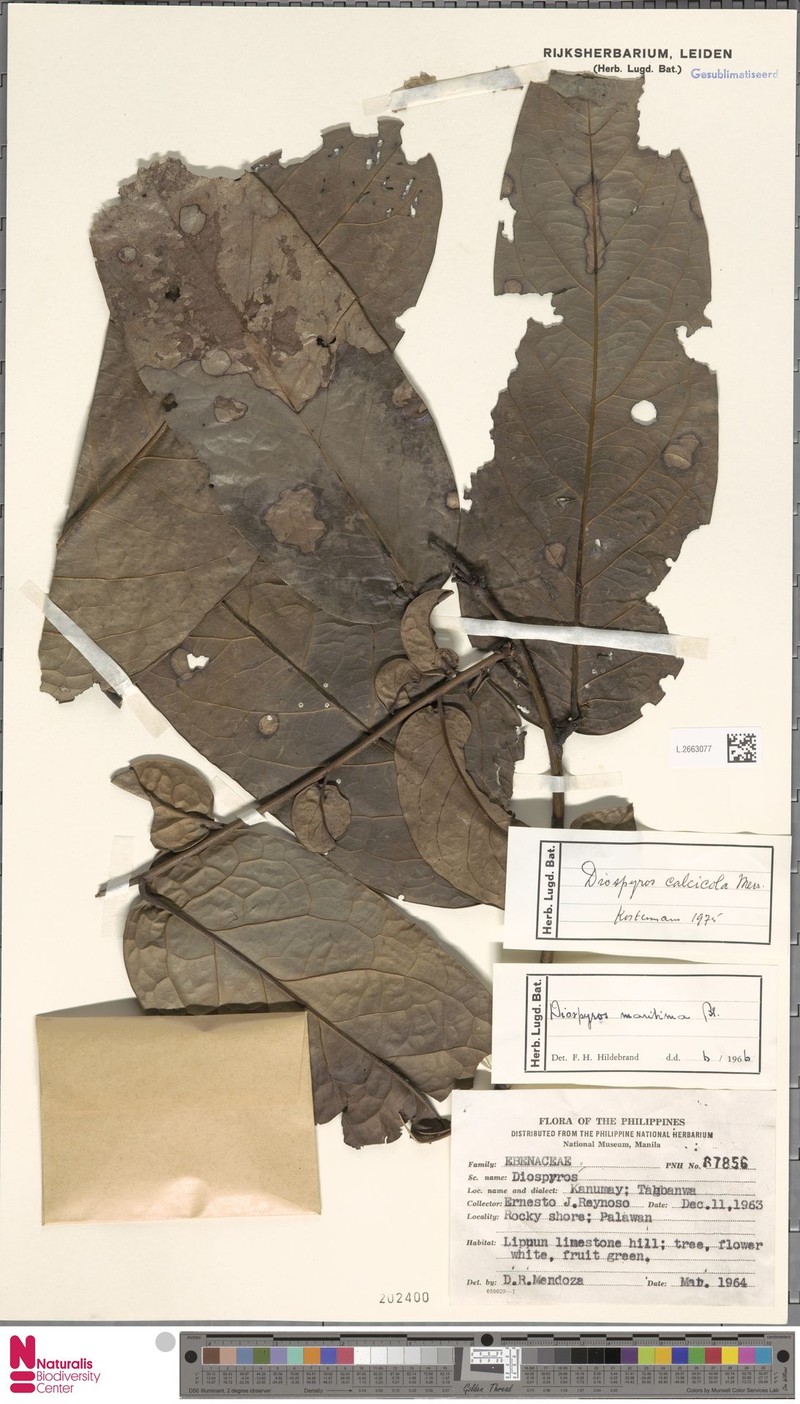 Diospyros calcicola