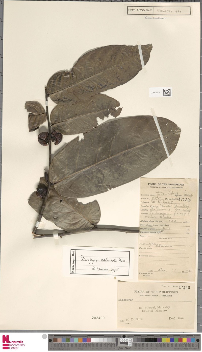 Diospyros calcicola photo 2