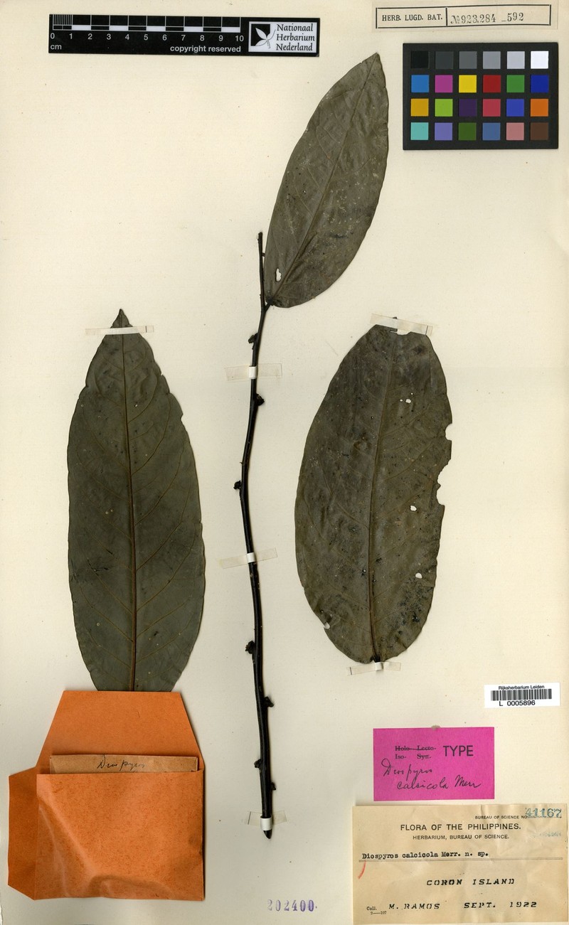 Diospyros calcicola photo 3