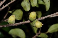 Diospyros calciphila