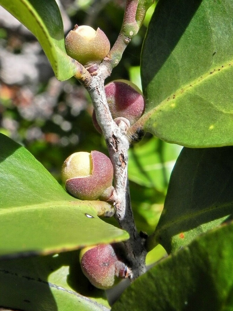 Diospyros calciphila photo 2