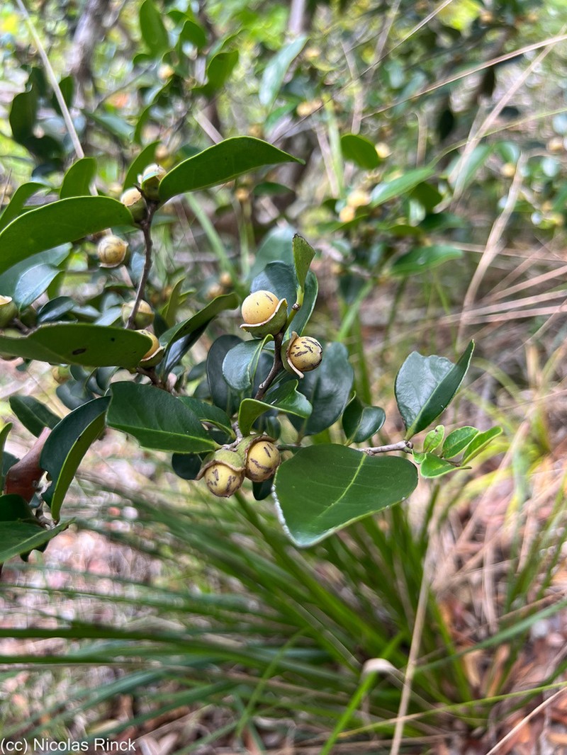 Diospyros calciphila photo 3