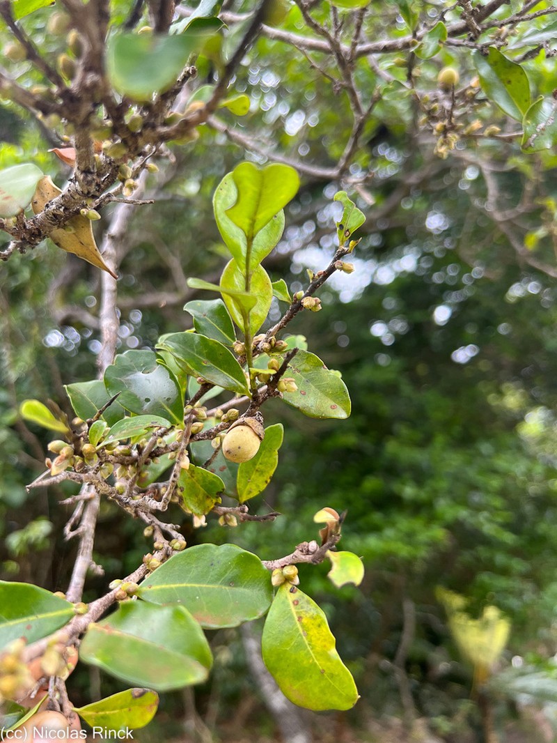 Diospyros calciphila photo 4