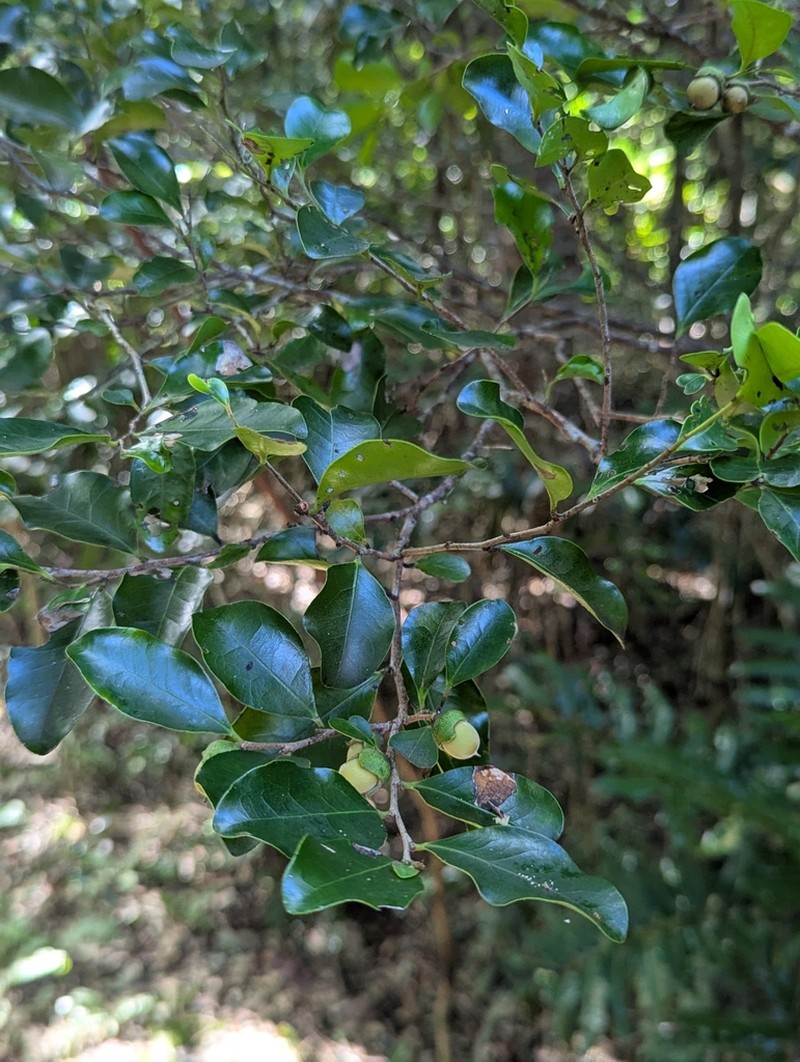 Diospyros calciphila photo 5