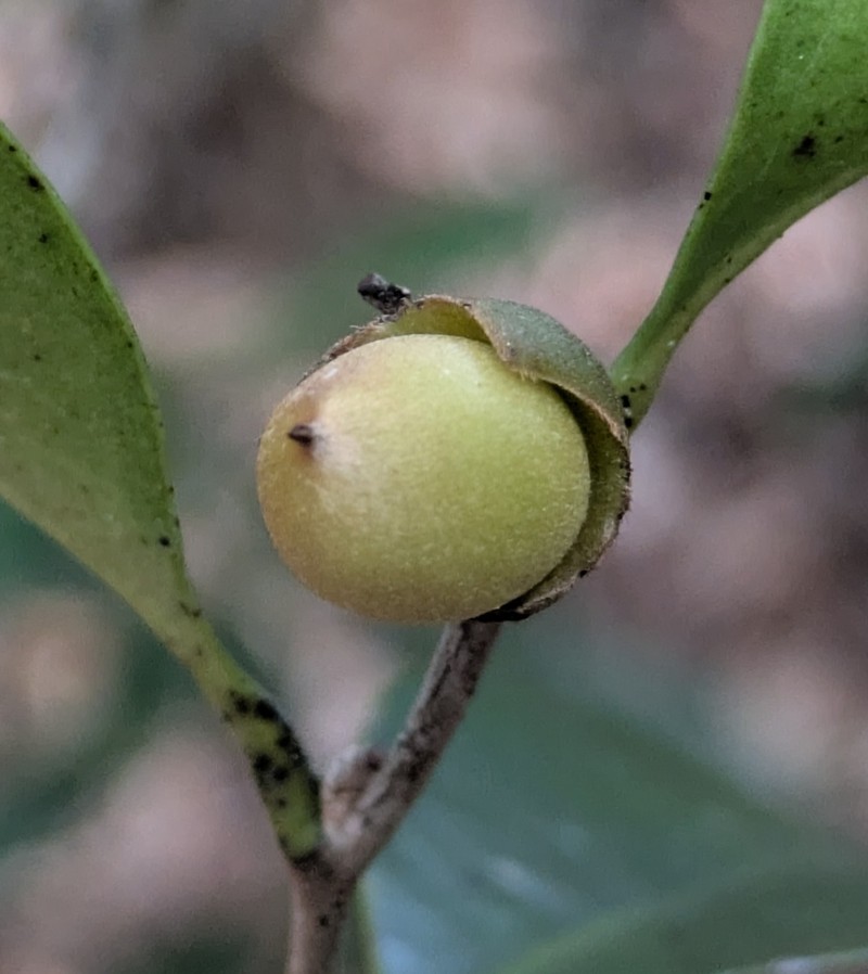 Diospyros calciphila photo 6