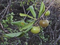 Diospyros californica