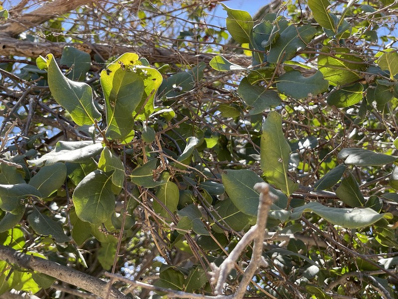 Diospyros californica photo 2