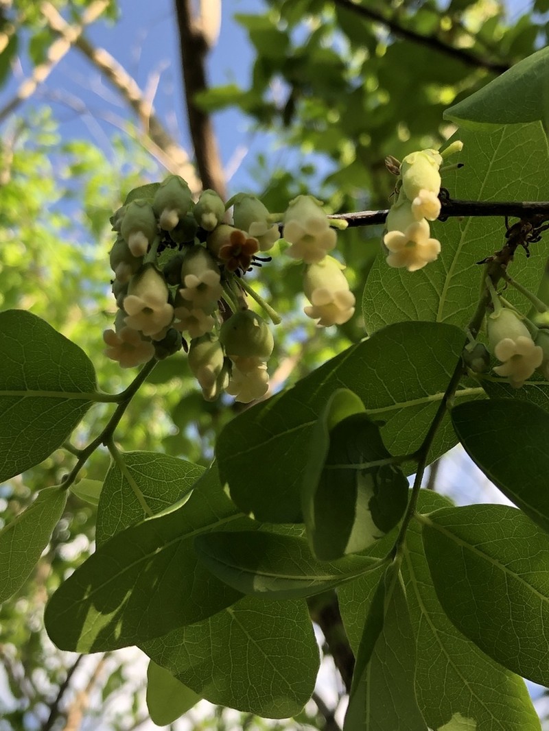 Diospyros californica photo 3