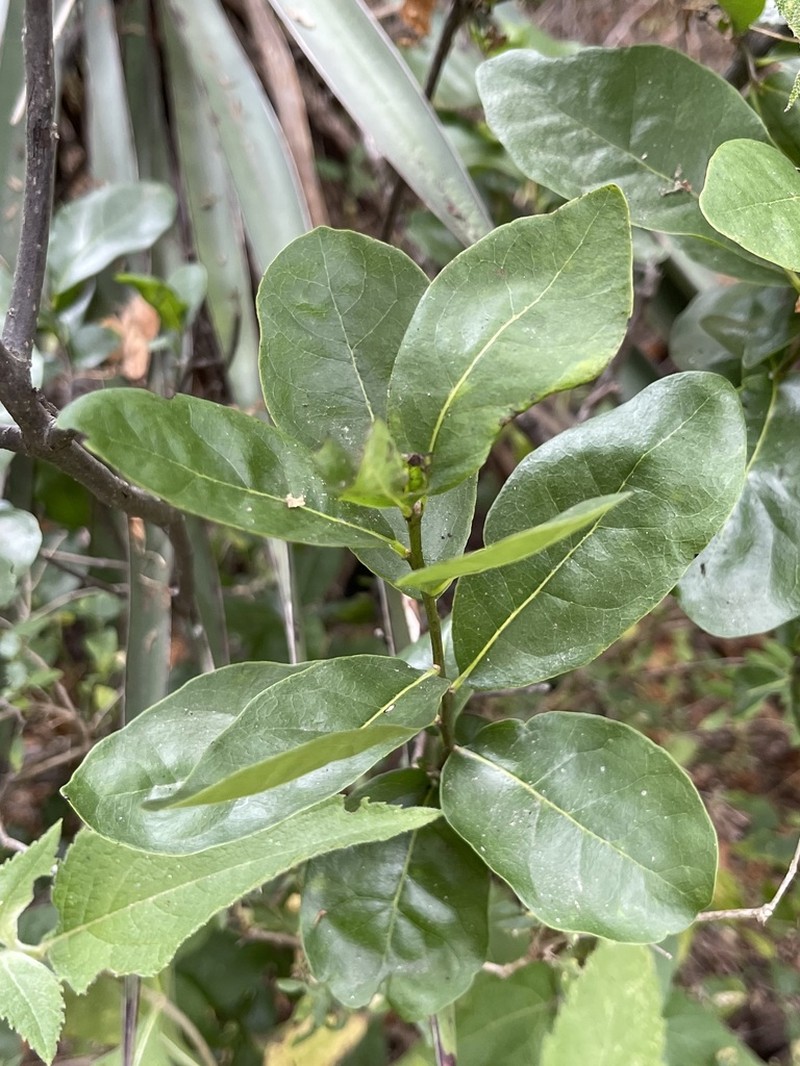 Diospyros californica photo 4
