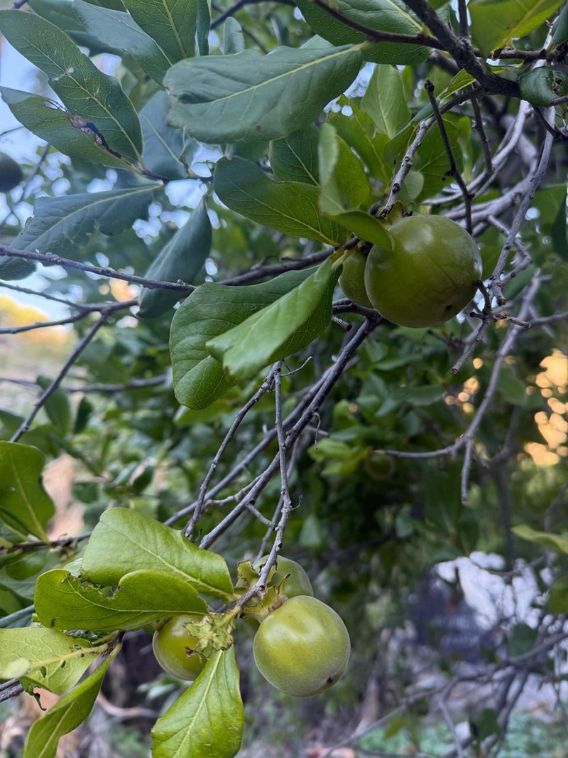 Diospyros californica photo 5