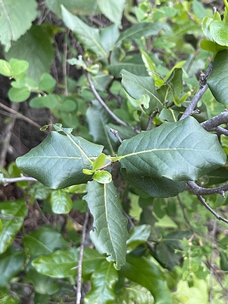Diospyros californica photo 6