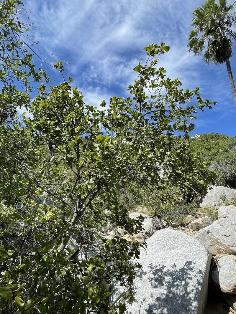 Diospyros californica photo 7