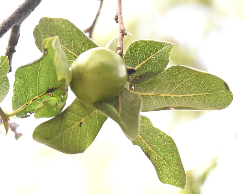 Diospyros californica photo 8