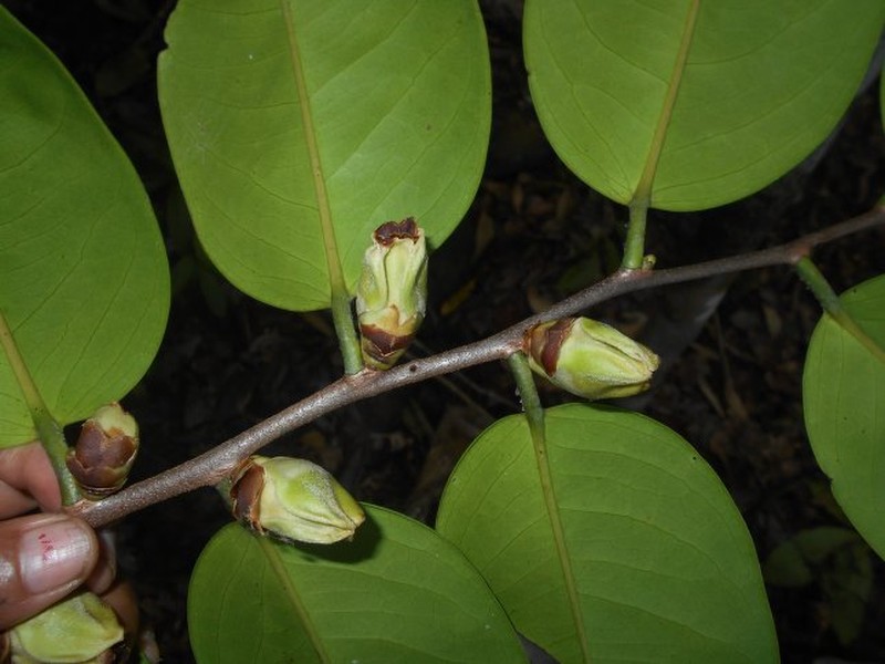 Diospyros callmanderi