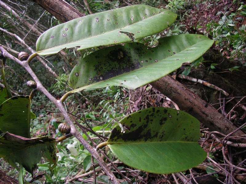 Diospyros callmanderi photo 2