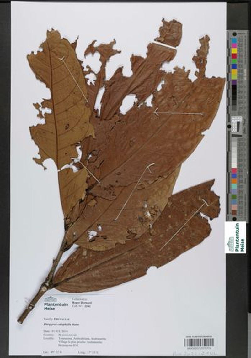 Diospyros calophylla
