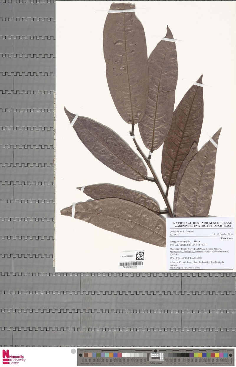 Diospyros calophylla photo 2