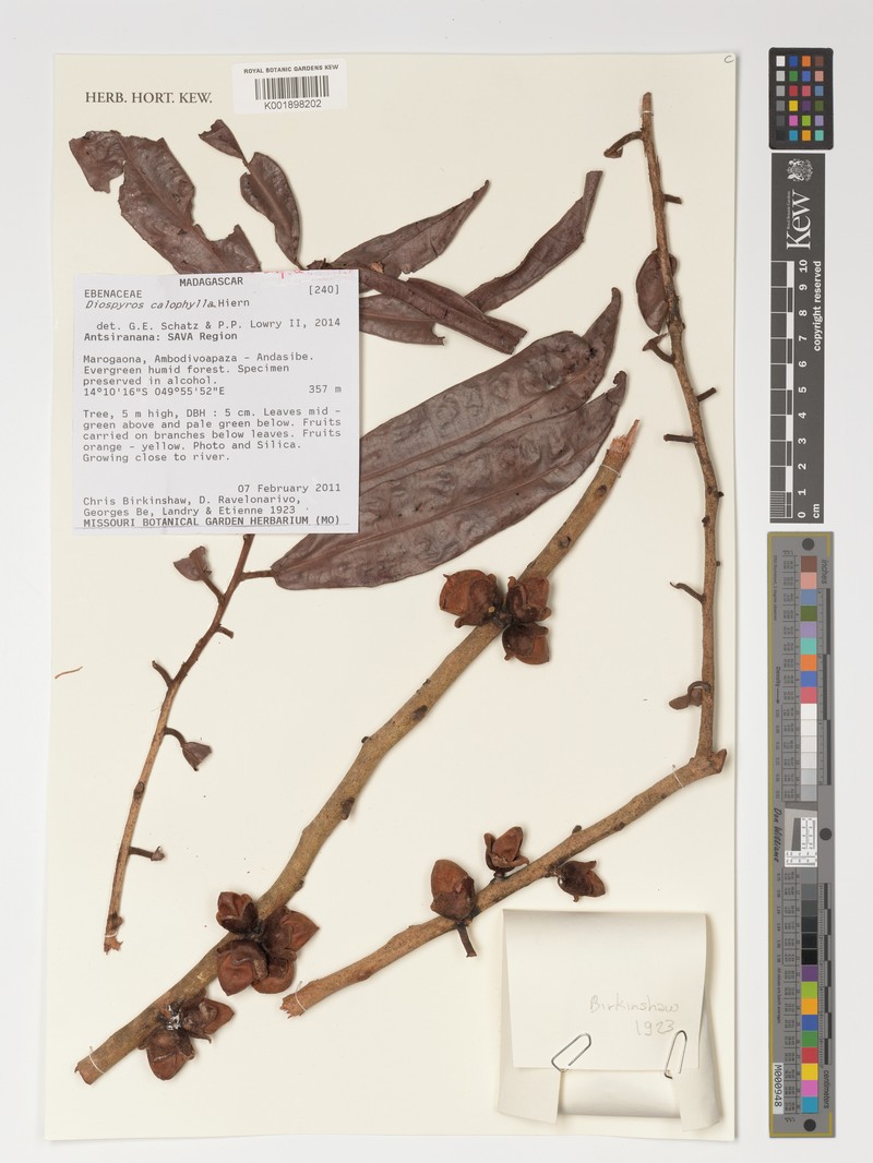 Diospyros calophylla photo 5