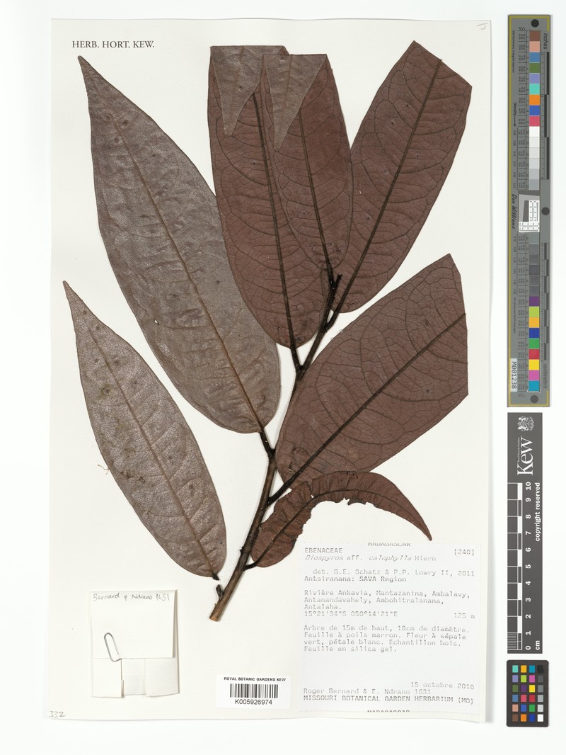Diospyros calophylla photo 6