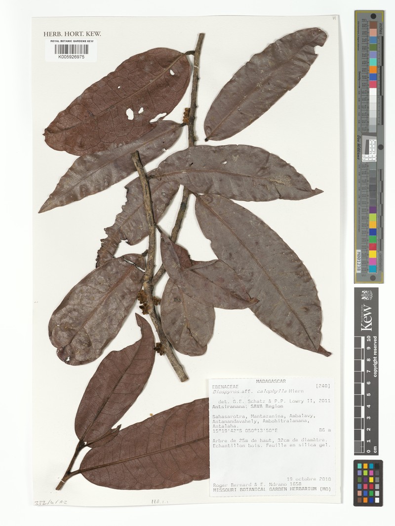 Diospyros calophylla photo 7