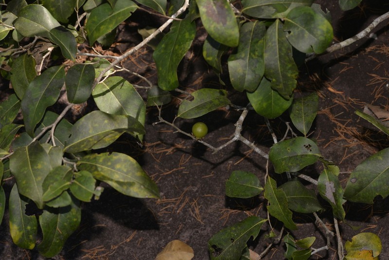 Diospyros calycantha