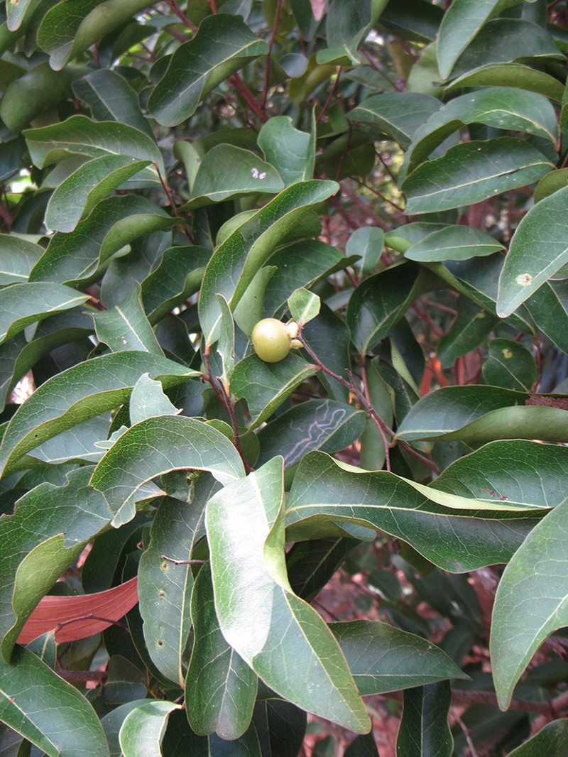 Diospyros calycantha photo 2