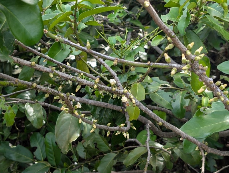 Diospyros calycantha photo 3