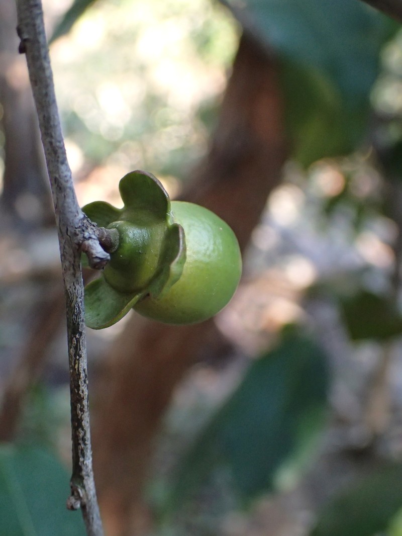 Diospyros calycantha photo 4