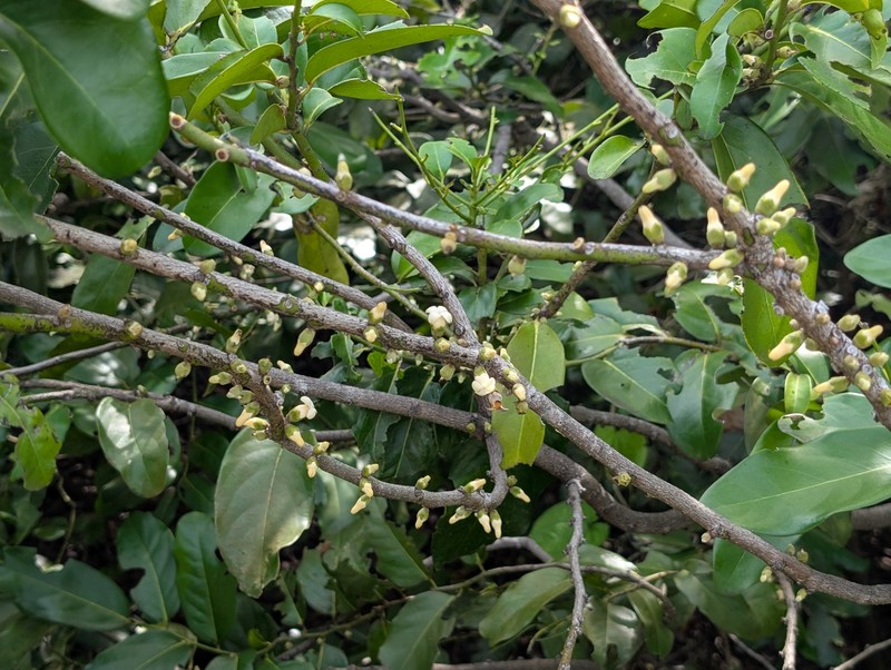 Diospyros calycantha photo 5