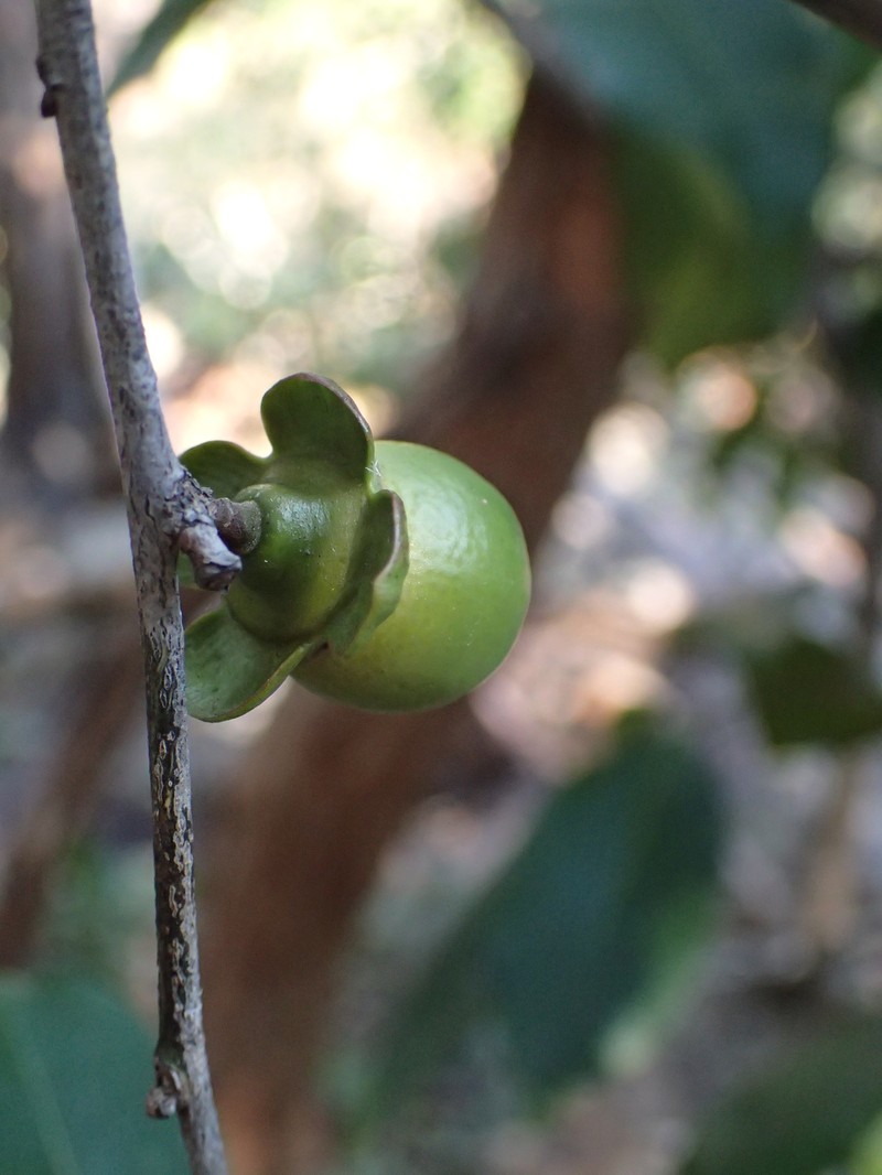 Diospyros calycantha photo 6