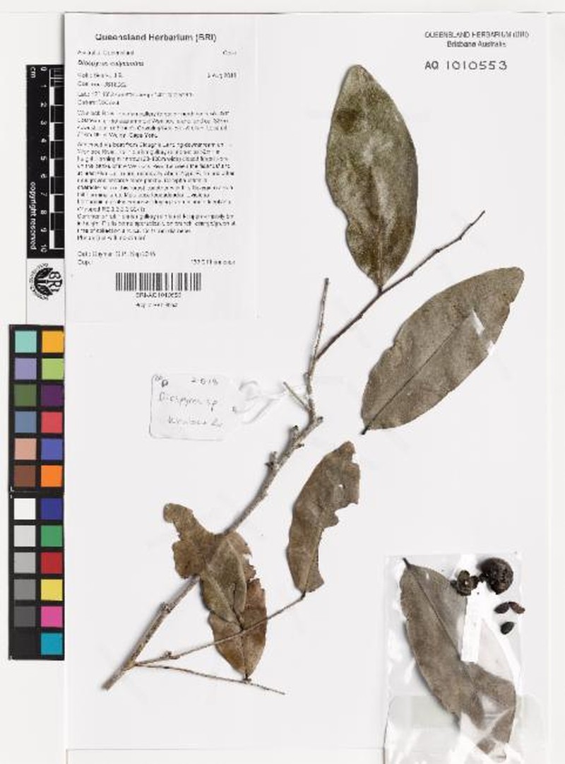 Diospyros calycantha photo 7