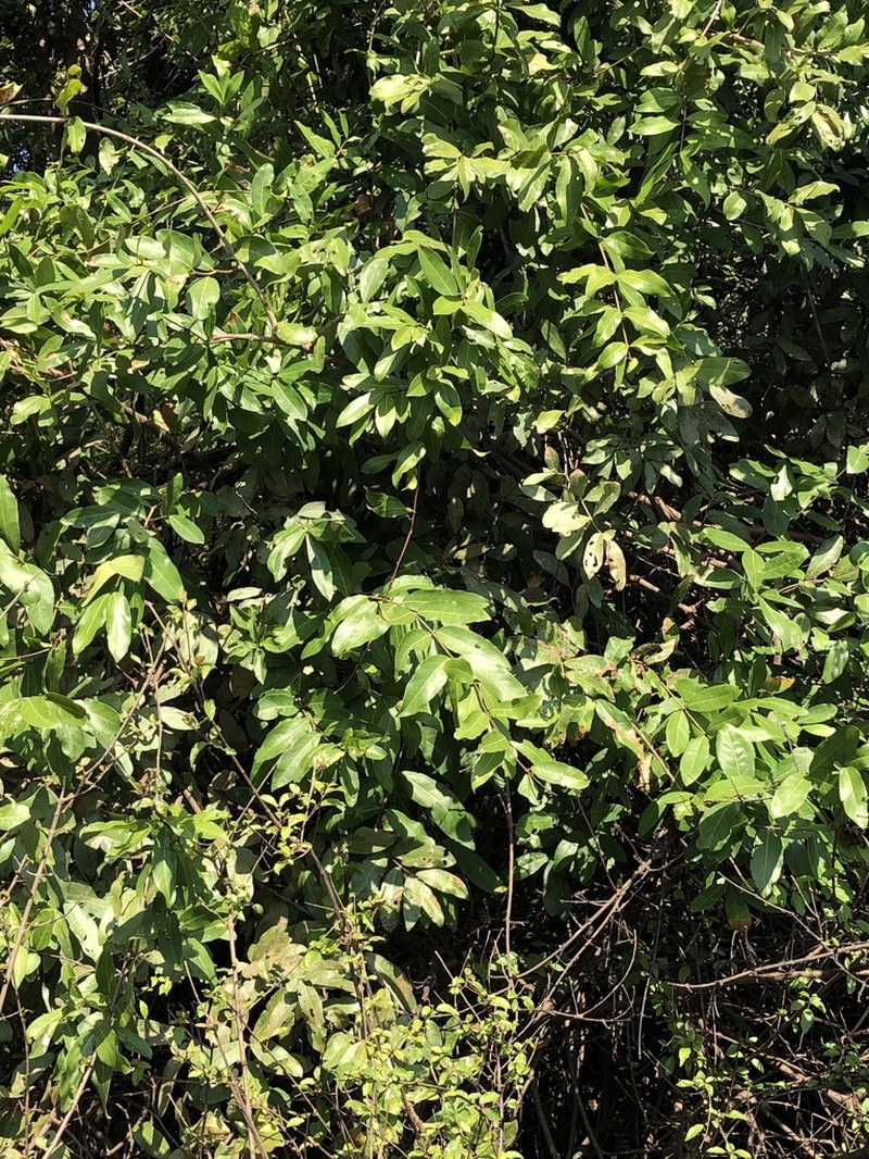 Diospyros cambodiana