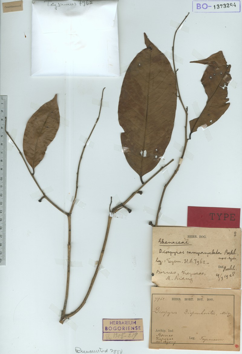 Diospyros campanulata