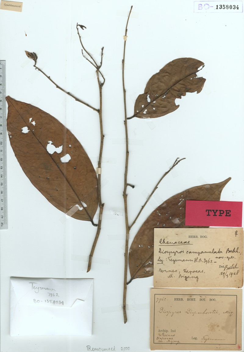 Diospyros campanulata photo 2