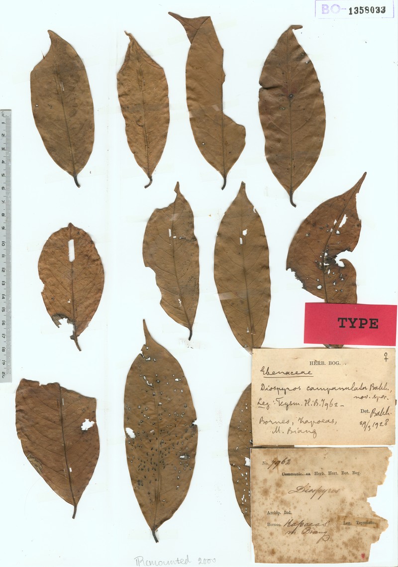 Diospyros campanulata photo 3