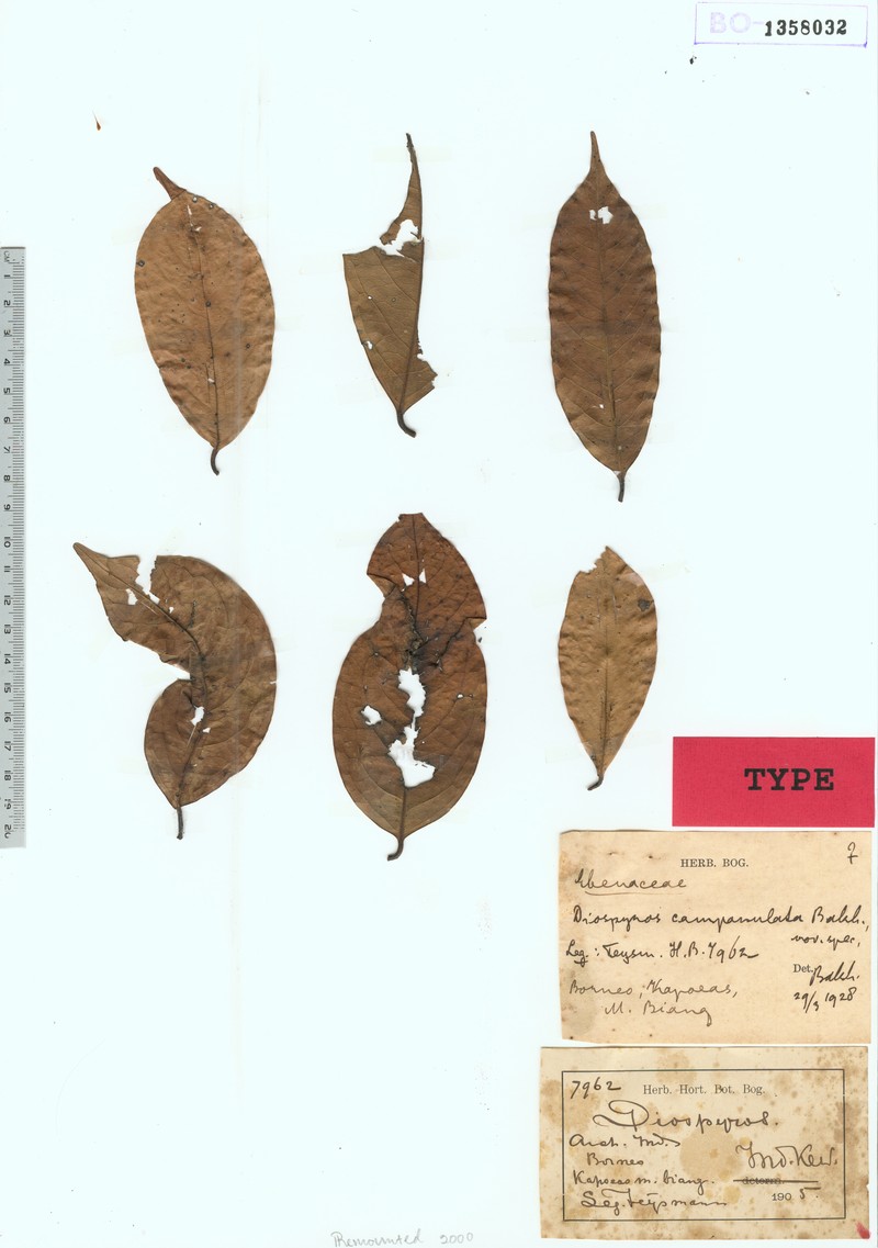 Diospyros campanulata photo 4