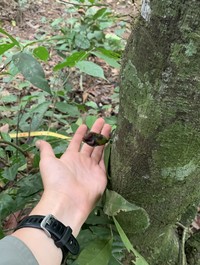 Diospyros canaliculata