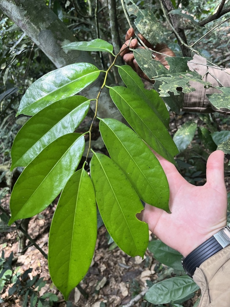 Diospyros canaliculata photo 2
