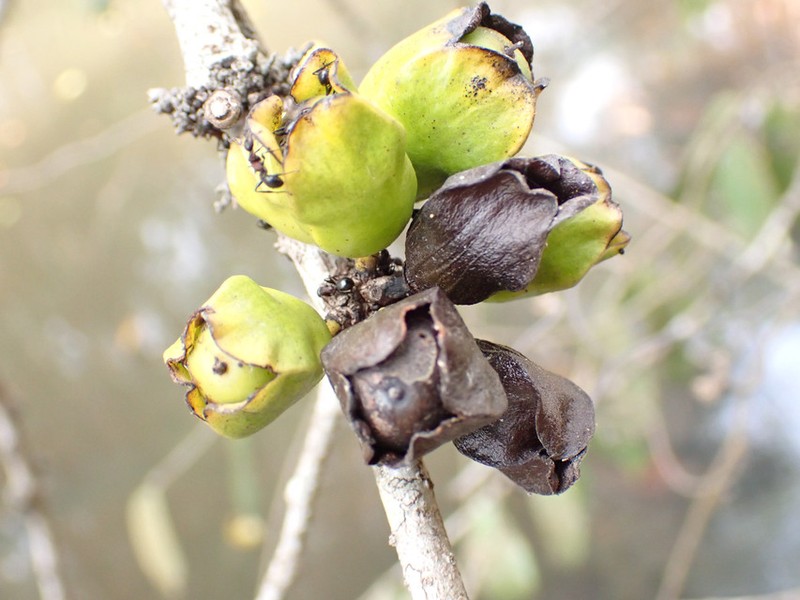Diospyros canaliculata photo 3