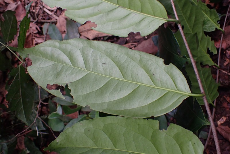 Diospyros canaliculata photo 4