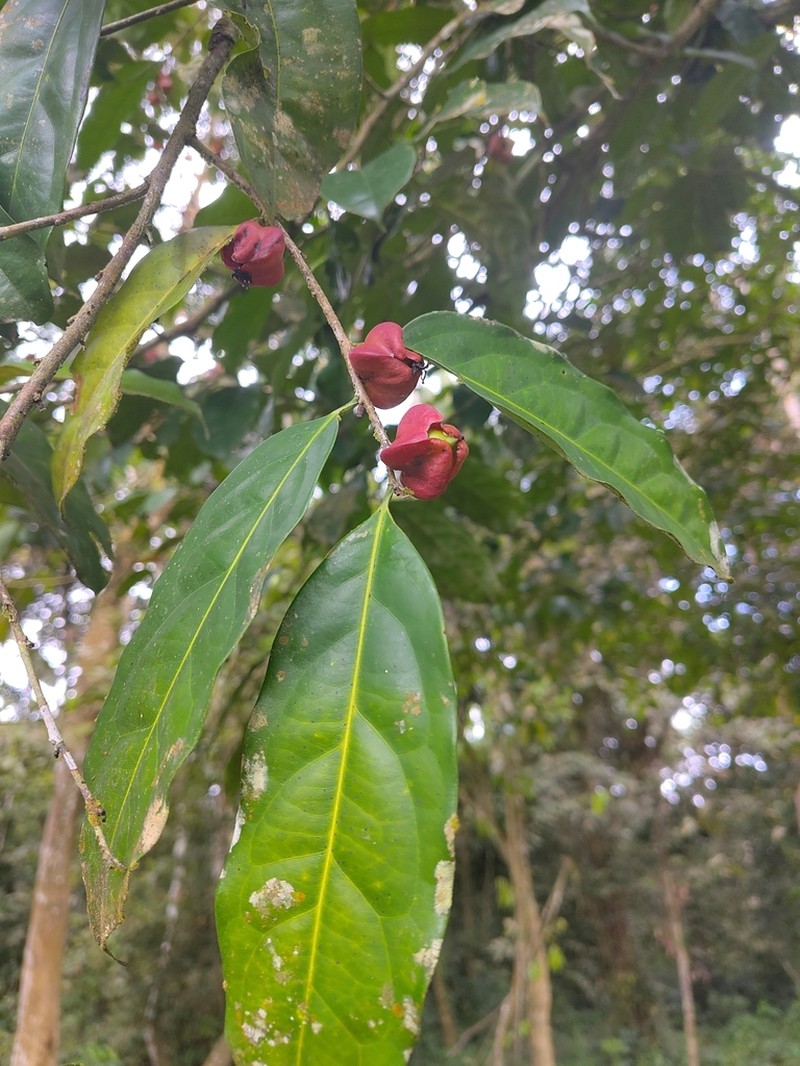 Diospyros canaliculata photo 5