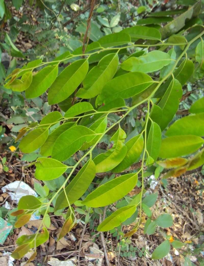 Diospyros candolleana