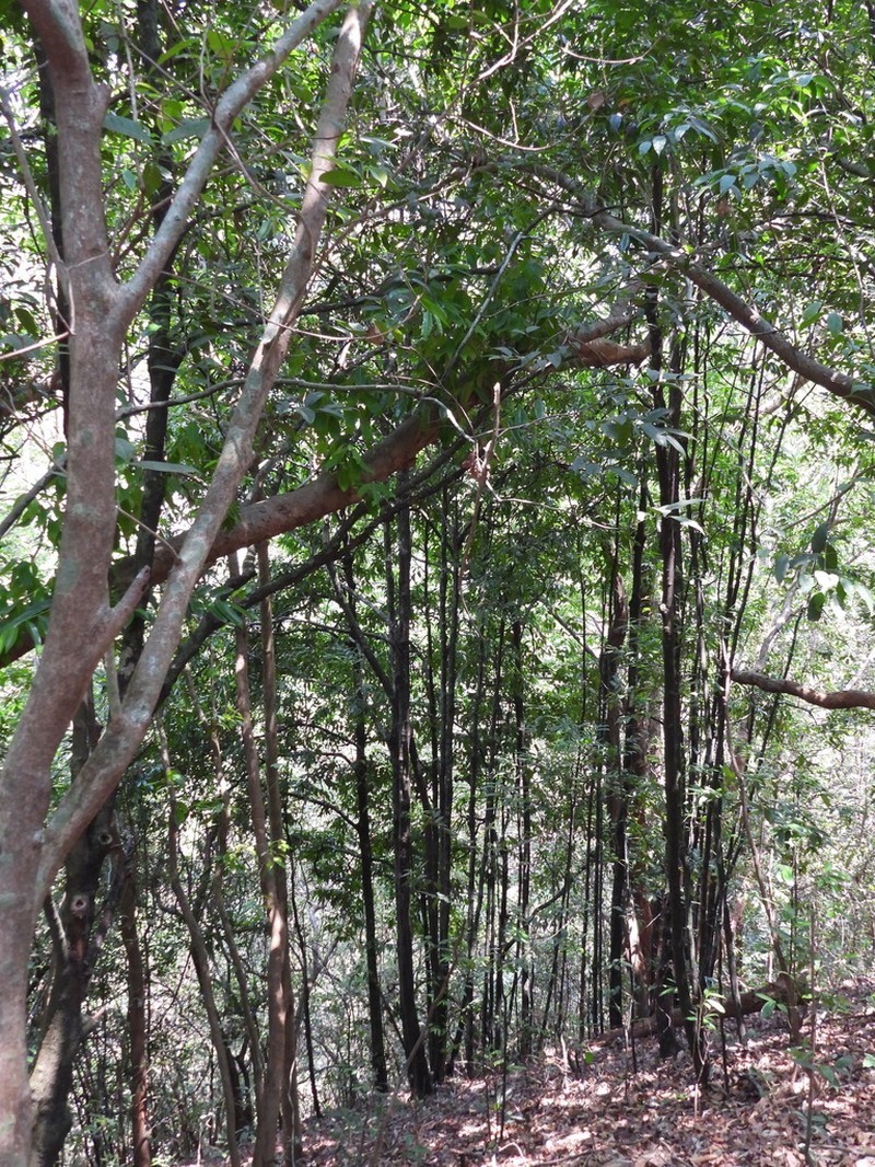 Diospyros candolleana photo 2