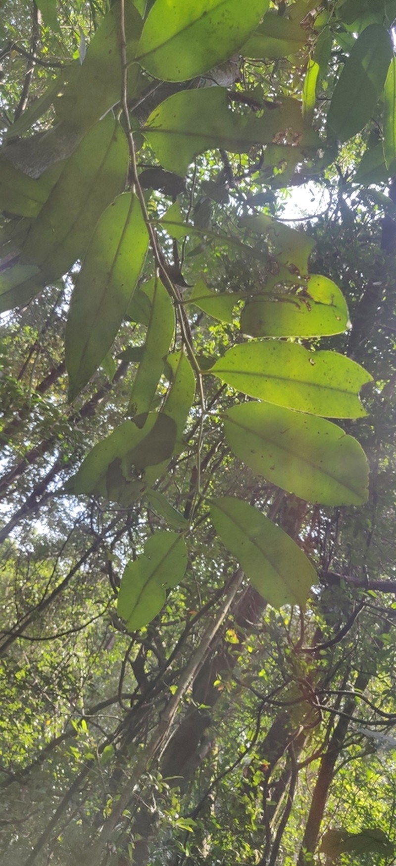 Diospyros candolleana photo 3