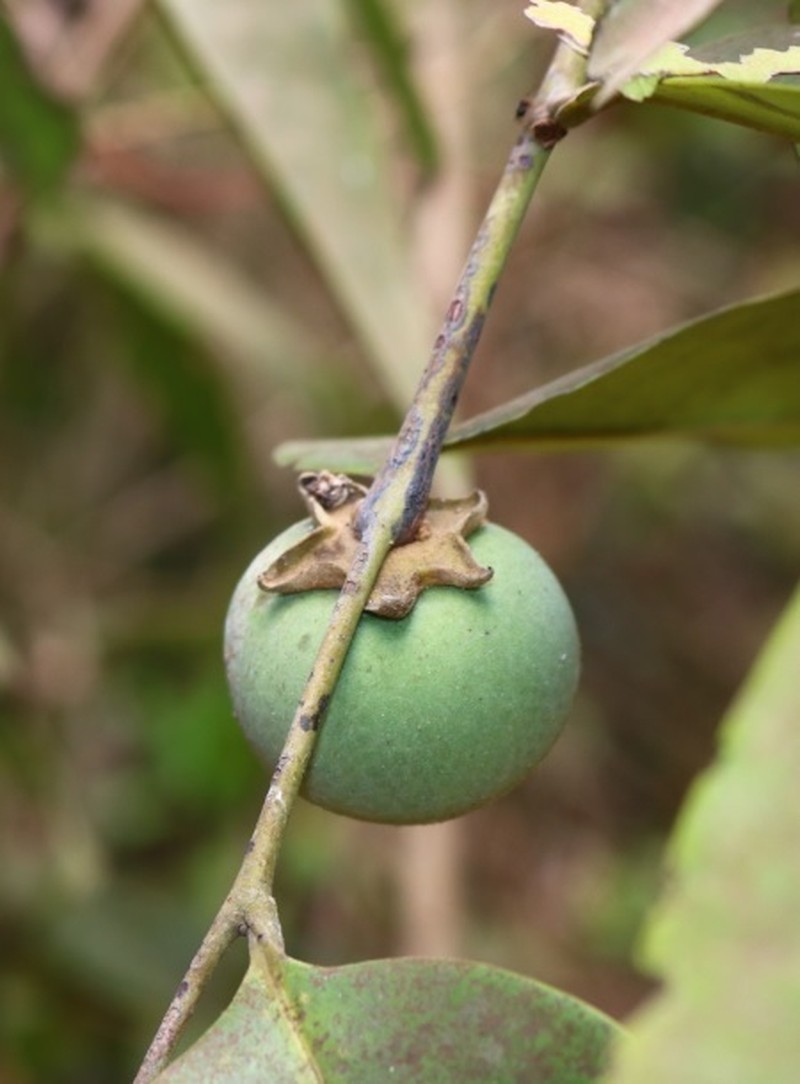 Diospyros candolleana photo 4