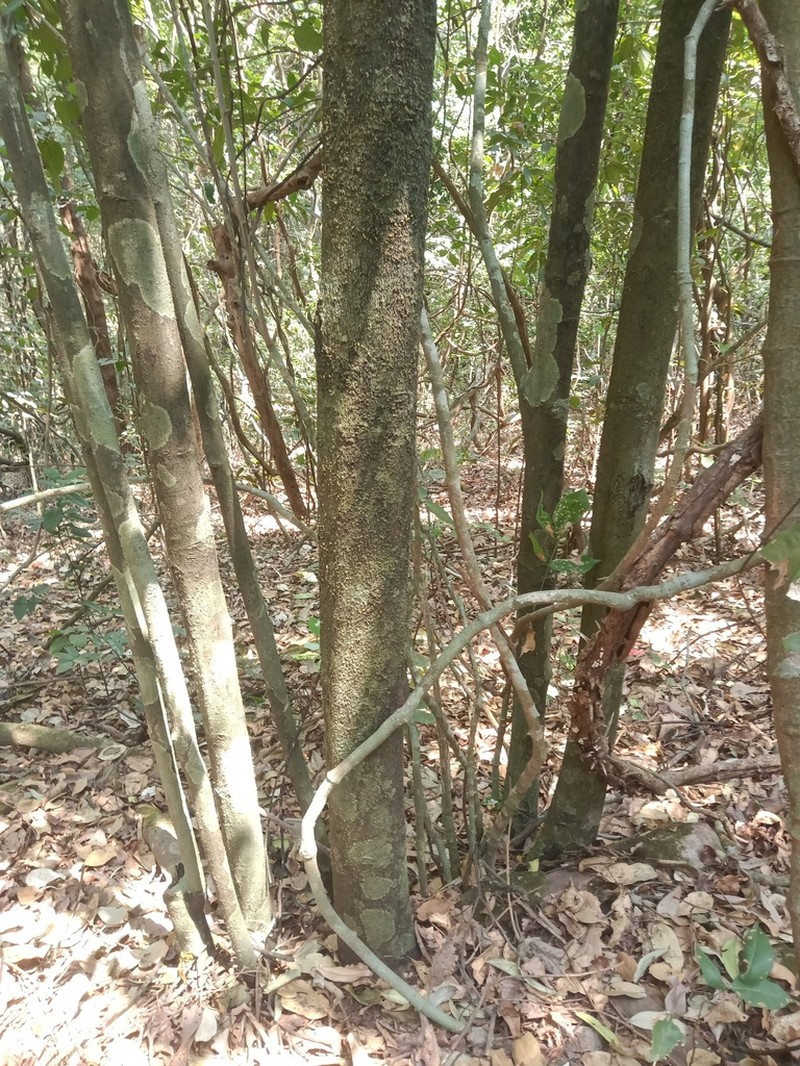 Diospyros candolleana photo 5